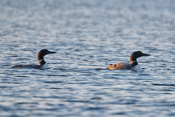 Loons, 2022-07-03