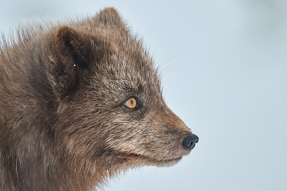 Close-up with my 600mm lens