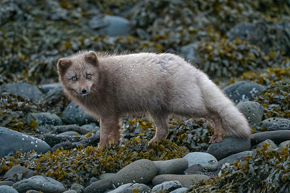 Hunting on the beach