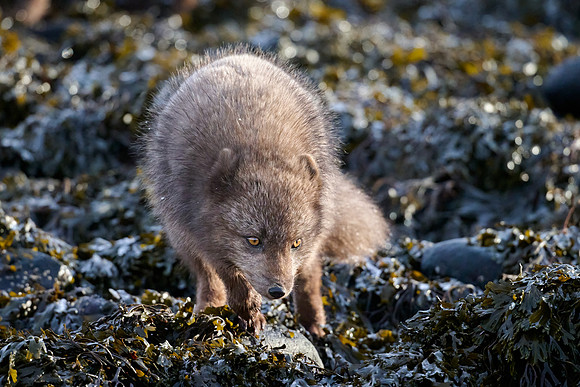 Hunting on the beach
