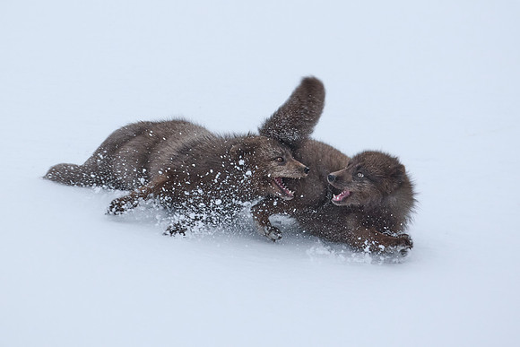 Sibling scuffle! (01)