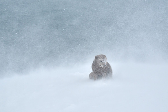 Enduring a white-out
