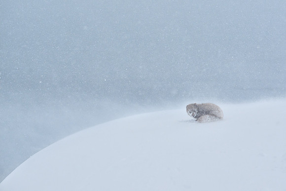 Enduring a white-out