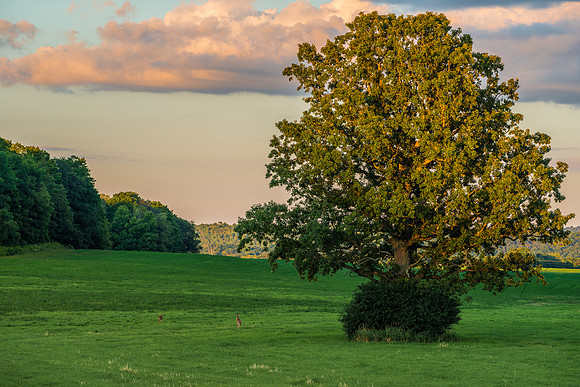 Fabius Farm Evening - 8/9/2015
