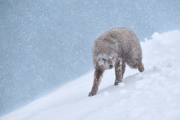 Enduring a white-out