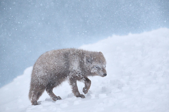 Enduring a white-out