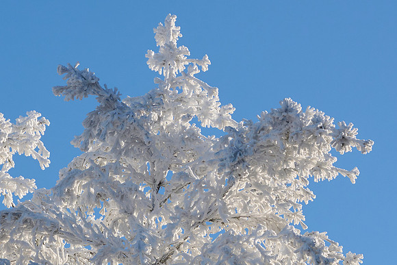Hoar Frost Morning, 2023-01-16
