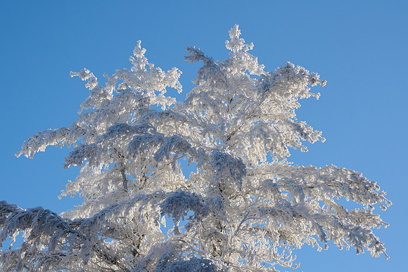 Hoar Frost Morning, 2023-01-16