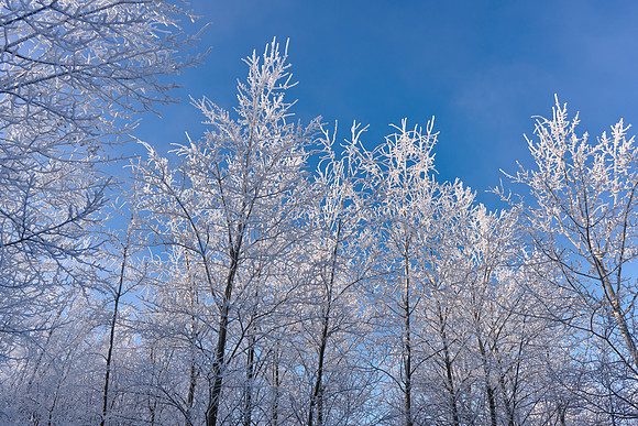 Hoar Frost Morning, 2023-01-16