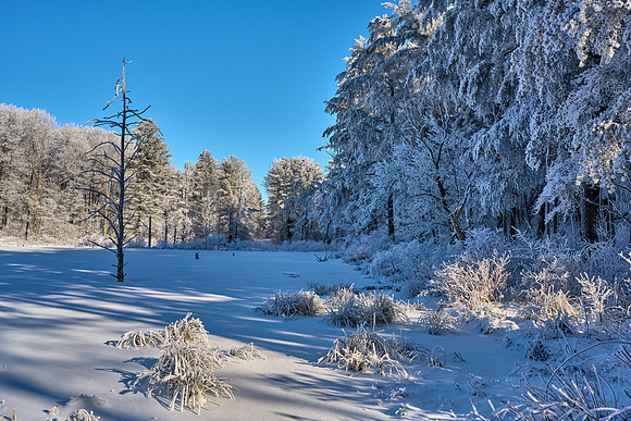 Hoar Frost Morning, 2023-01-16