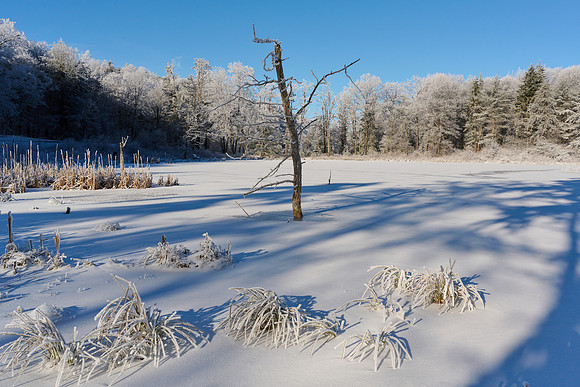 Hoar Frost Morning, 2023-01-16