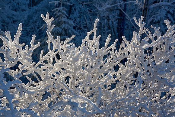 Hoar Frost Morning, 2023-01-16