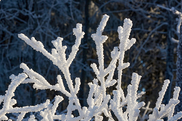 Hoar Frost Morning, 2023-01-16