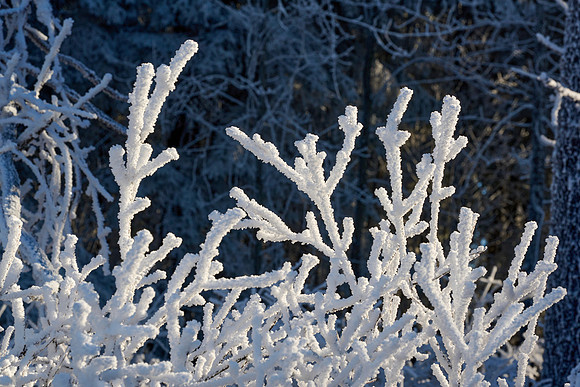 Hoar Frost Morning, 2023-01-16