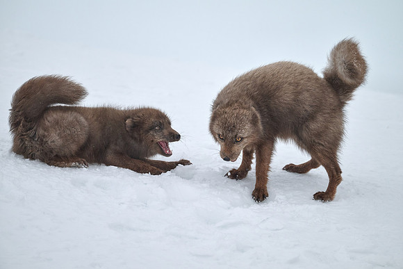 Sibling scuffle! (03)