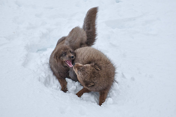 Sibling scuffle! (03)
