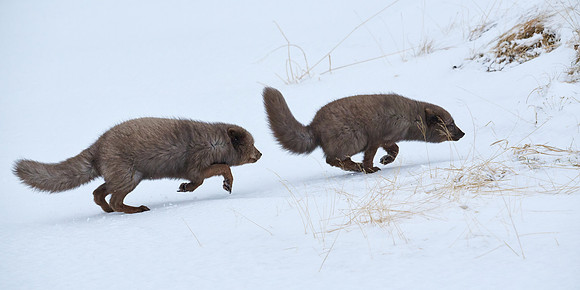 Sibling scuffle! (04)