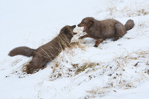 Sibling scuffle! (04)