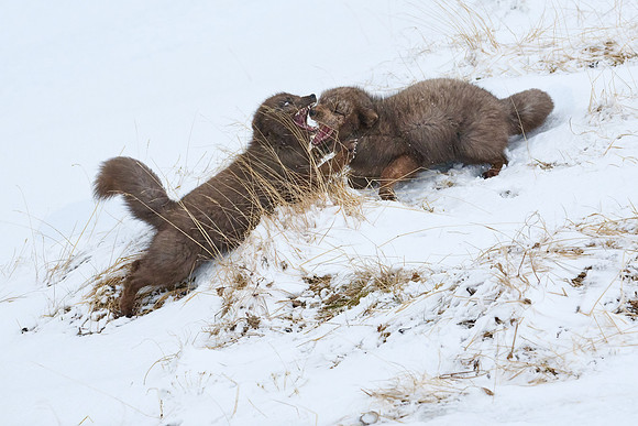 Sibling scuffle! (04)
