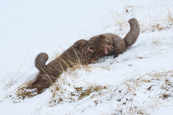 Sibling scuffle! (04)