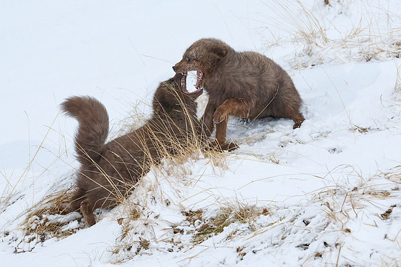 Sibling scuffle! (04)