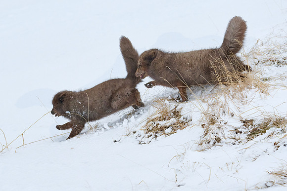 Sibling scuffle! (04)