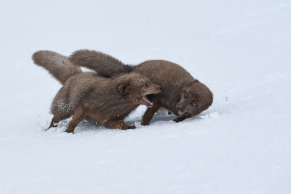 Sibling scuffle! (04)