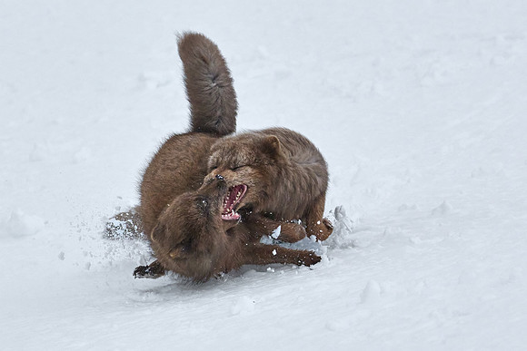 Sibling scuffle! (05)