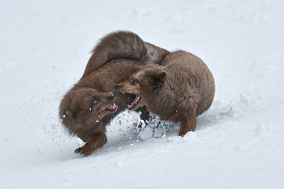 Sibling scuffle! (05)
