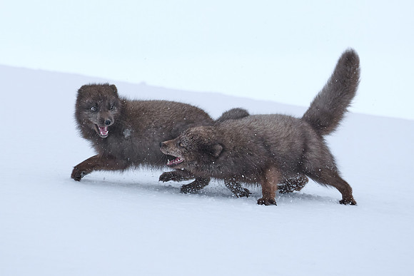 Sibling scuffle! (01)