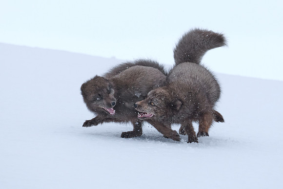 Sibling scuffle! (01)