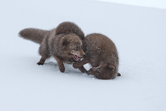 Sibling scuffle! (01)