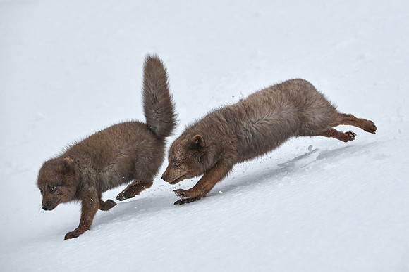 Sibling scuffle! (05)