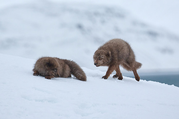 Sibling scuffle! (02)