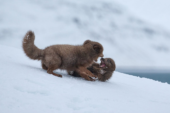Sibling scuffle! (02)