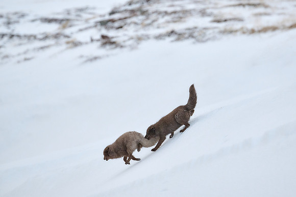 Chasing the light-tail off!