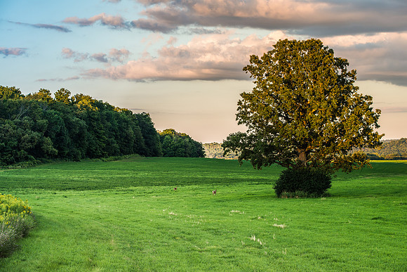 Fabius Farm Evening - 8/9/2015