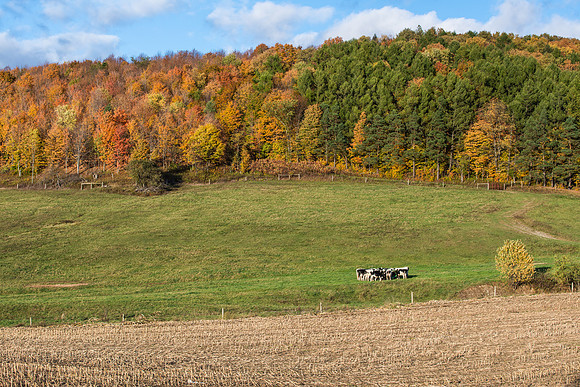Bovine Huddle, 10/17/2015