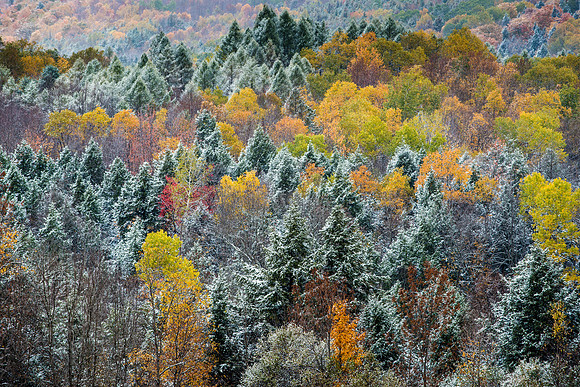 Early Snow on Tioughnioga Forest, 10/18/2015