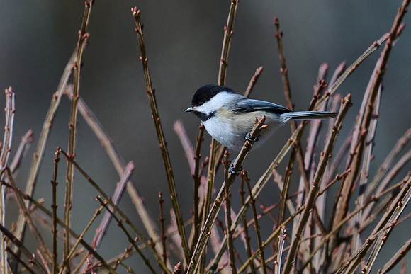 Chickadee