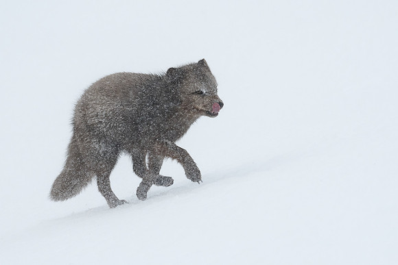 Enduring a white-out