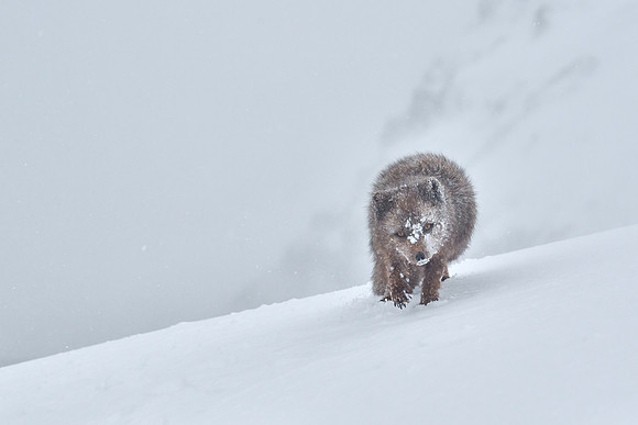 Enduring a white-out