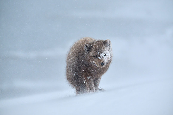 Enduring a white-out