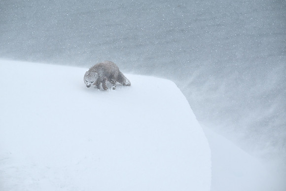 Enduring a white-out