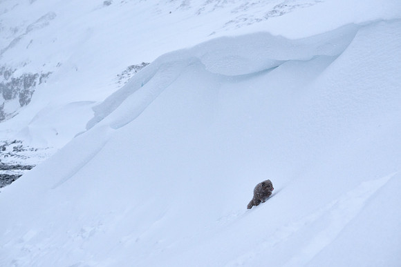 Climbing a huge beach drift