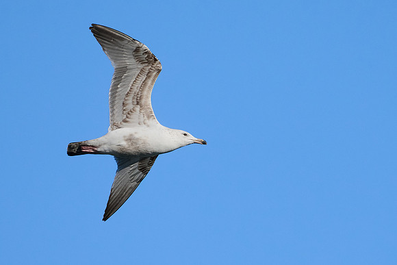 Seagull, April 2025