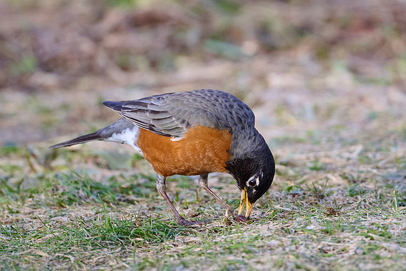 Robin catches worm, sequence #1