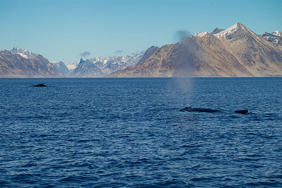 Two at once!  Bigger one was swimming towards the other one.