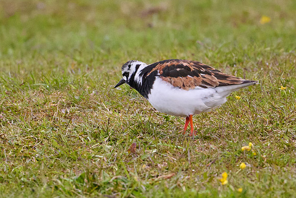 Ruddy Turnstone, Grimsey, June 2025