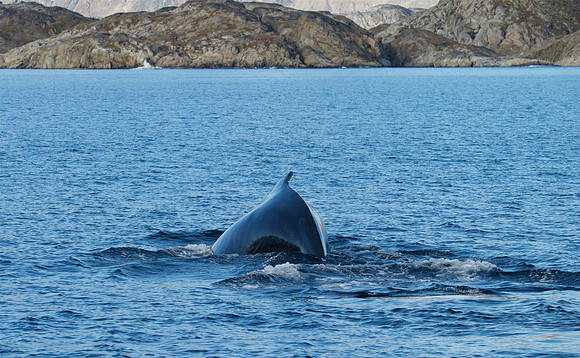 Humpback whale's dive sequence #4